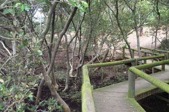 The Mangrove Boardwalk